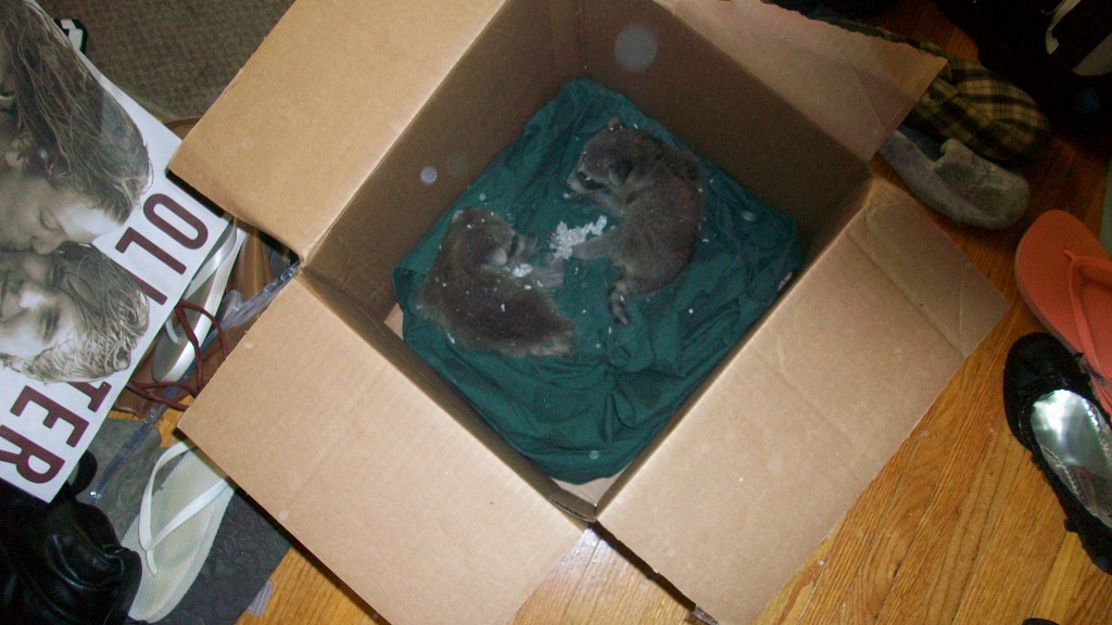 Raccoons, Rochester, NY Eviction Nuisance Wildlife Control