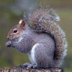 How to Get Squirrels Out of the Attic - Evictor