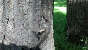 flying squirrel removal Rochester, NY