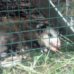 Opossum Removal Rochester, NY