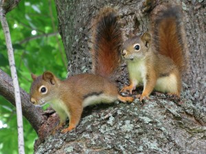 Pine Squirrel