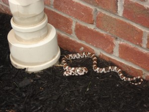 Snake Removal Rochester, NY