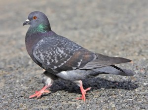 Pigeon2