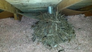 Large starling nest in a attic. 