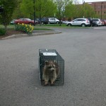 Raccoon removal Rochester, NY
