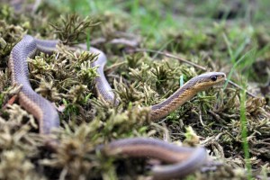 Common Garter Snake Removal Rochester, NY